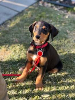 Rescue Australian Shepherd Dogs for Adoption in Collingswood, New Jersey - Rider | PetCurious