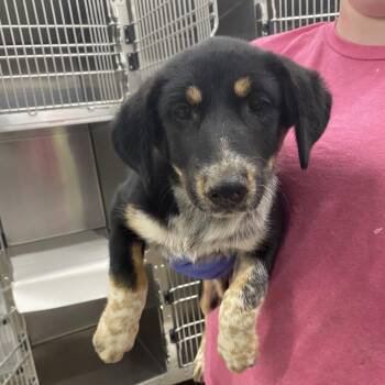 Fabulosa -  Mixed Breed Dog for Adoption in Corbin, Kentucky - Fabulosa | PetCurious