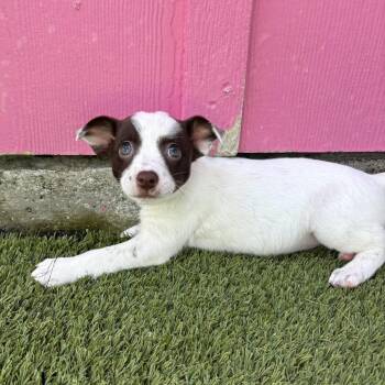 Pup 4 6438 -  Cattle Dog and Mixed Breed Dog Available for Adoption in Loxahatchee Groves, Florida - Pup 4 6438 | PetCurious
