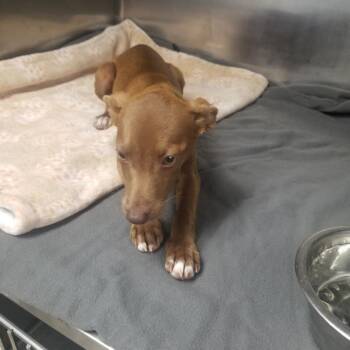 Hazel -  Mixed Breed Dog for Adoption in Henderson, Kentucky - Hazel | PetCurious