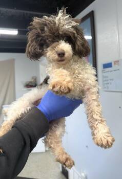 Poodle Dogs Available for Adoption - Cowboy | PetCurious