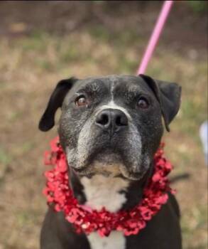 King -  Pit Bull Terrier Dog for Adoption in Houston, Texas - King | PetCurious