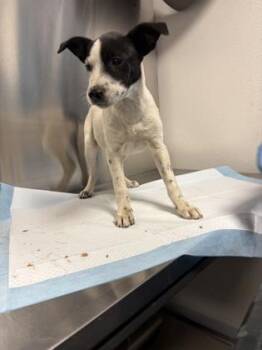 Harper -  Cattle Dog and Mixed Breed Dog for Adoption in Fresno, California - Harper | PetCurious