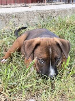 Beignet -  Mixed Breed and Hound Dog for Adoption in Brookshire, Texas - Beignet | PetCurious