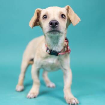 Chihuahua Dogs Available for Adoption in Portland, Oregon - Marty | PetCurious