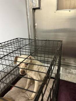 Chihuahua Dogs Available for Adoption in San Jose, California - ORANGE | PetCurious