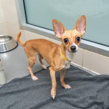 Kalliope -  Chihuahua Dog for Adoption in New York, New York - Kalliope | PetCurious
