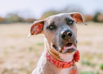 Rescue Pit Bull Terrier Dogs for Adoption in Lubbock, Texas - Jolene | PetCurious