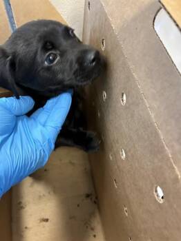 A1411965 -  Pit Bull Terrier and Mixed Breed Dog for Adoption in San Jose, California - A1411965 | PetCurious