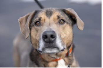 Jason/Coco -  Mixed Breed Dog for Adoption in Terre Haute, Indiana - Jason/Coco | PetCurious