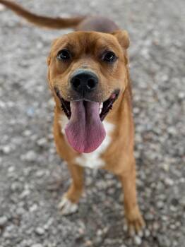 Marlo -  Mixed Breed Dog for Adoption in Lockhart, Texas - Marlo | PetCurious