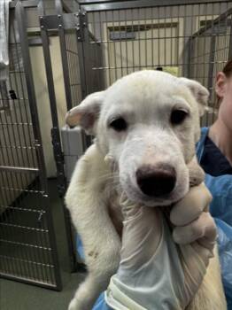 Mixed Breed Dogs Available for Adoption in Santa Fe, New Mexico - LOUIS | PetCurious