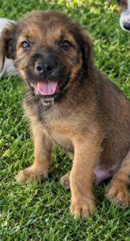 . -  Mixed Breed Dog for Adoption in Orlando, Florida - . | PetCurious