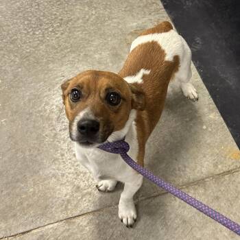 Jack Russell Terrier Dogs Available for Adoption - Peanut | PetCurious