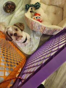 Rescue Shih Tzu Dogs for Adoption in Omaha, Nebraska - Shih Tzu -Woody | PetCurious