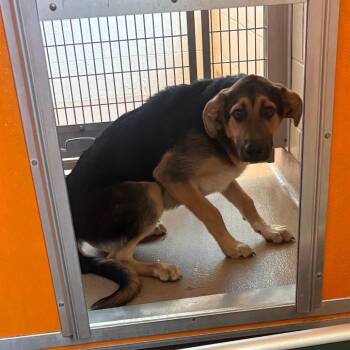Tex -  Shepherd Dog for Adoption in Norman, Oklahoma - Tex | PetCurious