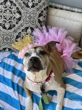 Rescue Terrier Dogs for Adoption in Wake Forest, North Carolina - Regina | PetCurious