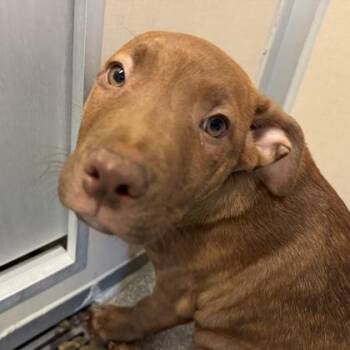 Sylvester -  Mixed Breed Dog for Adoption in Bellevue, Washington - Sylvester | PetCurious