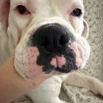 Simone -  Boxer Dog for Adoption in Davis, California - Simone | PetCurious