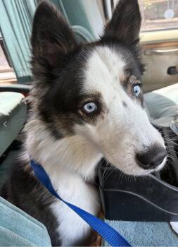 Oreo -  Mcnab and Samoyed Dog for Adoption in Davis, California - Oreo | PetCurious