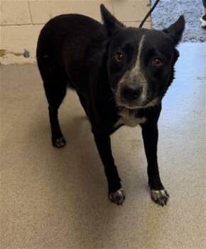 NEGRA -  Australian Shepherd and Mixed Breed Dog for Adoption in San Bernardino, California - NEGRA | PetCurious