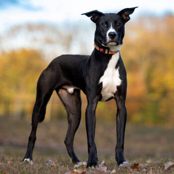 Rescue Labrador Retriever Dogs for Adoption in Armonk, New York - Peter - 25129 | PetCurious