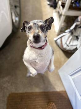 Terrier and Rat Terrier Dogs Available for Adoption in Owatonna, Minnesota - Daisy | PetCurious