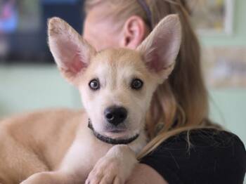Milo -  Mixed Breed Dog for Adoption - Milo | PetCurious