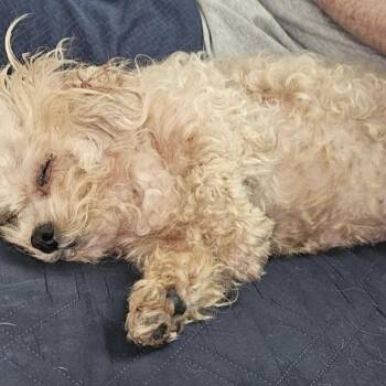 Sandy -  Poodle Dog for Adoption in Fort Payne, Alabama - Sandy | PetCurious