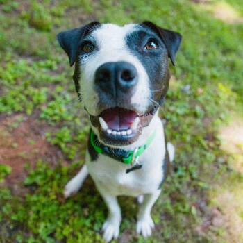 Rescue Pit Bull Terrier Dogs for Adoption in Durham, North Carolina - Dolly | PetCurious