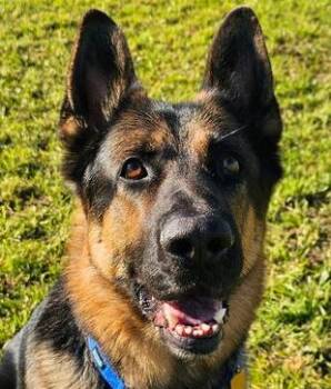 Boomer -  German Shepherd Dog Dog for Adoption in Fulton, California - Boomer | PetCurious