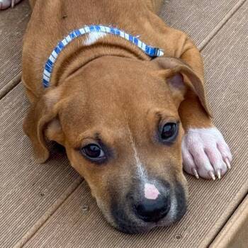 Benny -  Bullmastiff Dog for Adoption in Des Moines, Iowa - Benny | PetCurious