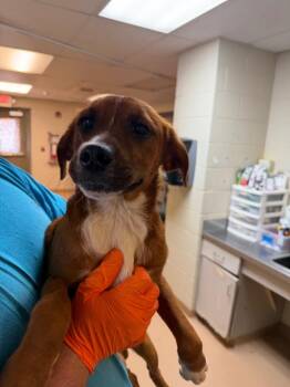 Boxer Dogs Available for Adoption in Nacogdoches, Texas - Katie | PetCurious