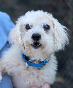 Thomas (AO36956) -  Miniature Poodle Dog for Adoption in Kansas City, Kansas - Thomas (AO36956) | PetCurious