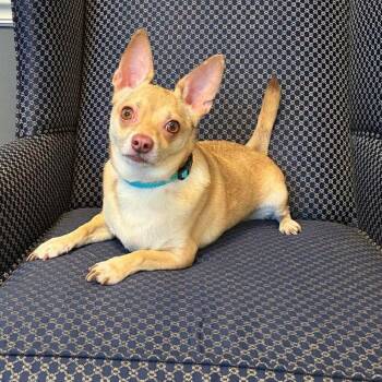 Chihuahua Dogs Available for Adoption - Pablo | PetCurious