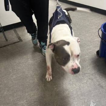 Tank -  Mixed Breed Dog for Adoption in Philadelphia, Pennsylvania - Tank | PetCurious