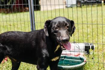 Rescue Black Labrador Retriever Dogs for Adoption in Fosters, Alabama - CHESTER | PetCurious