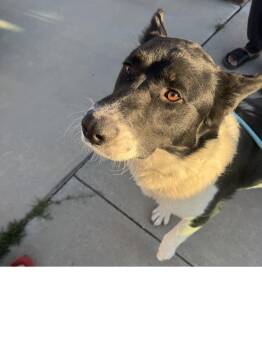 German Shepherd Dog Dogs Available for Adoption in Roseville, California - Oso | PetCurious