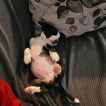 Rescue Coonhound Dogs for Adoption in Murrieta, California - Flower | PetCurious