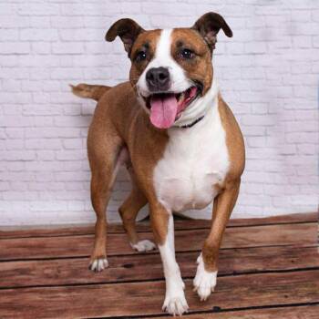 Rescue Black Mouth Cur and American Staffordshire Terrier Dogs for Adoption in Humble, Texas - Suzie | PetCurious