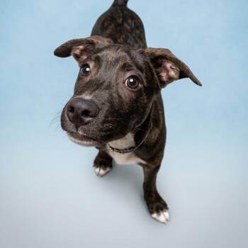 Grizzly -  Mixed Breed Dog for Adoption in Bangall, New York - Grizzly | PetCurious