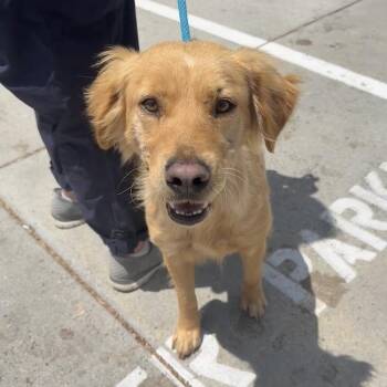 Scarlet -  Golden Retriever Dog for Adoption in San Diego, California - Scarlet | PetCurious