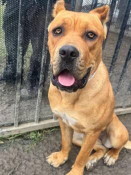 Cane Corso Dogs Available for Adoption in Riverside, California - HAZEL | PetCurious