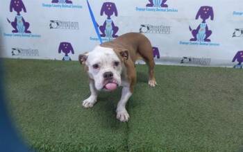 CARA CARA -  English Bulldog and Mixed Breed Dog for Adoption in Orlando, Florida - CARA CARA | PetCurious