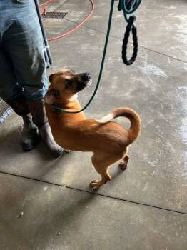 Mountain Cur Dogs Available for Adoption in Newport, Kentucky - Pickles | PetCurious