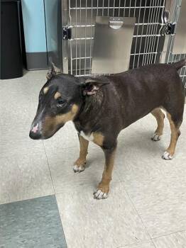 PEBBLES -  Bull Terrier Dog for Adoption in Dallas, Texas - PEBBLES | PetCurious