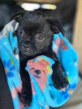 Sabrina -  Puggle Dog for Adoption in Penryn, California - Sabrina | PetCurious