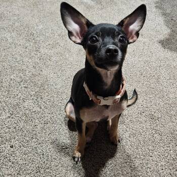 Dolly -  Chihuahua Dog for Adoption in Springfield, Missouri - Dolly | PetCurious