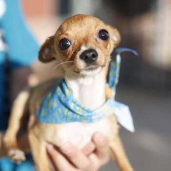 CHOPPER -  Chihuahua Dog for Adoption in San Antonio, Texas - CHOPPER | PetCurious