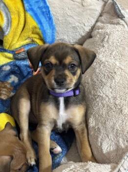 Terrier Dogs Available for Adoption in Lakeland, Florida - Moon - Rumor | PetCurious